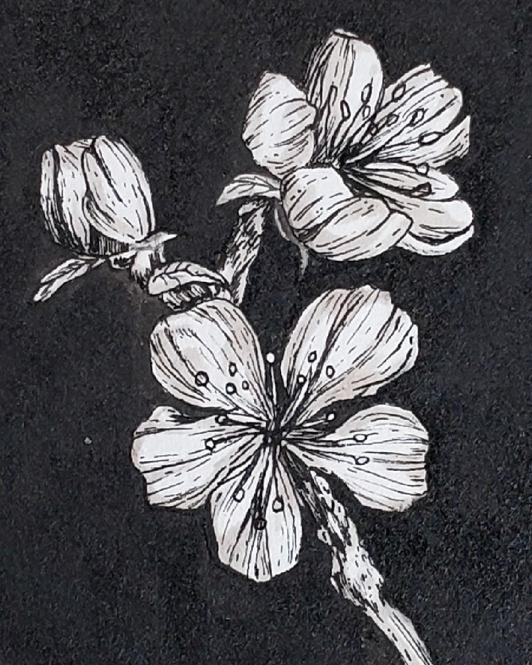 Cerezo